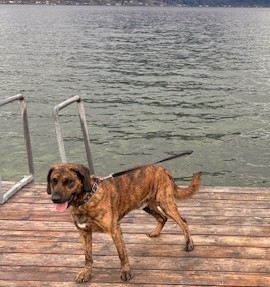 Gebirgsschweißhund-Mischling