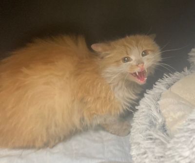 Europäische Hauskatze