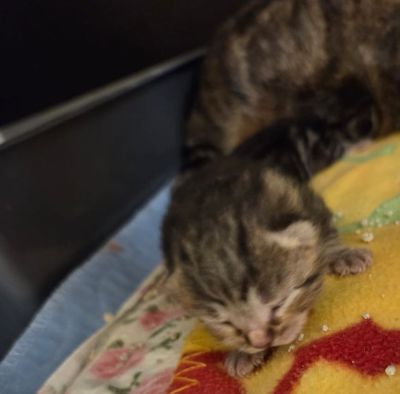 Europäische Hauskatze