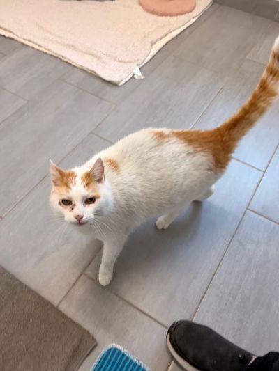 Europäische Hauskatze