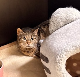 Europäische Hauskatze