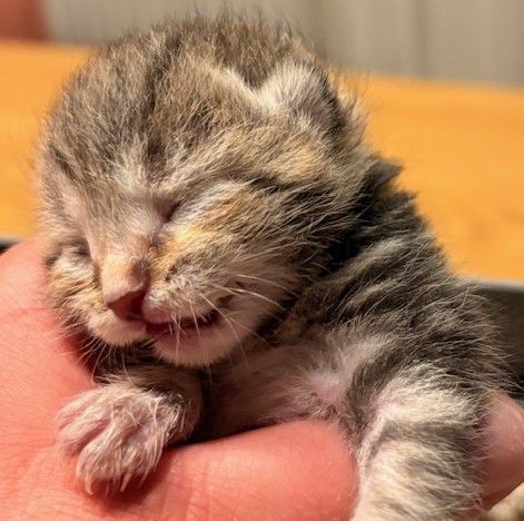 Europäische Hauskatze