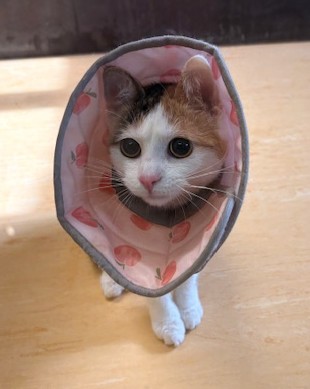 Europäische Hauskatze