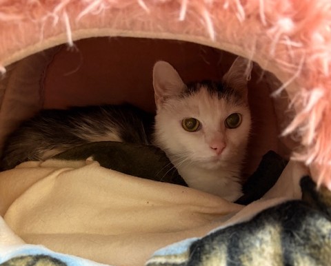 Europäische Hauskatze