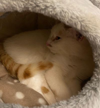 Europäische Hauskatze