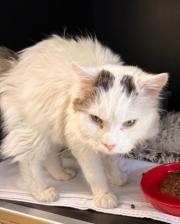 Fundtier Tier-ID 39797