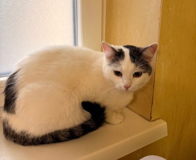 Fundtier Tier-ID 39863