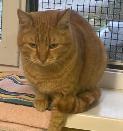 Fundtier Tier-ID 39923