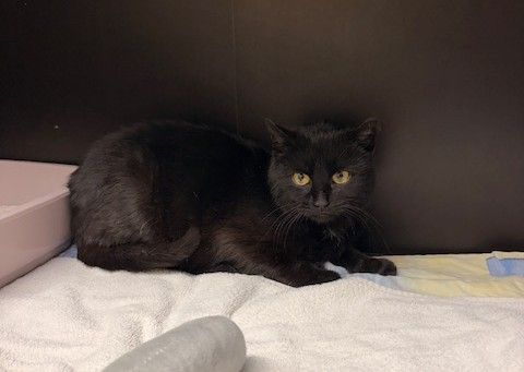 Fundtier Tier-ID 39578