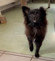 Fundtier Tier-ID 39729