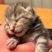 Fundtier Tier-ID 39922