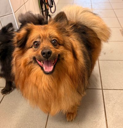 Fundtier Tier-ID 39865