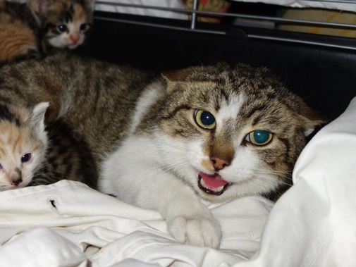 Europäische Hauskatze
