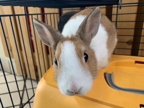 Fundtier Tier-ID 23529