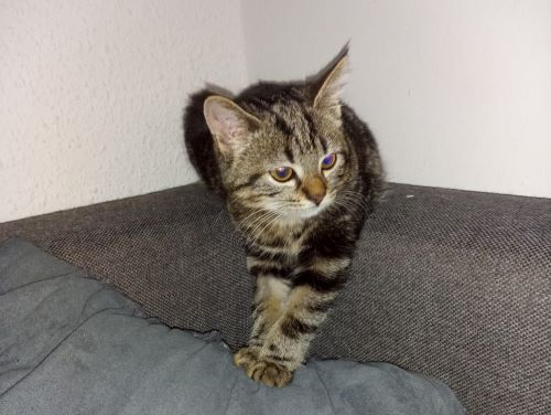 Europäische Hauskatze