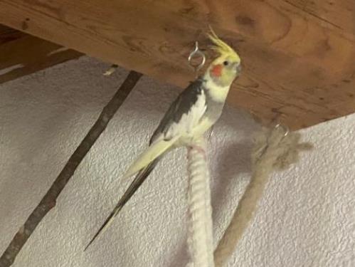 Fundtier Tier-ID 23605