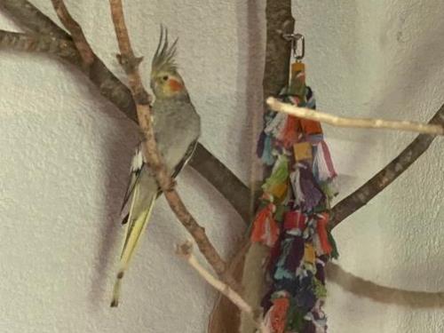 Fundtier Tier-ID 23606