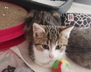 Fundtier Tier-ID 25909