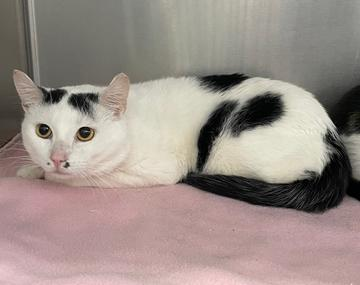 Europäische Hauskatze