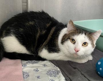 Europäische Hauskatze