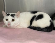 Fundtier Tier-ID 31017