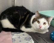 Fundtier Tier-ID 31019