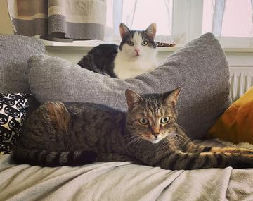 Europäische Hauskatze