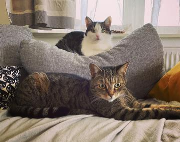 Fundtier Tier-ID 28175