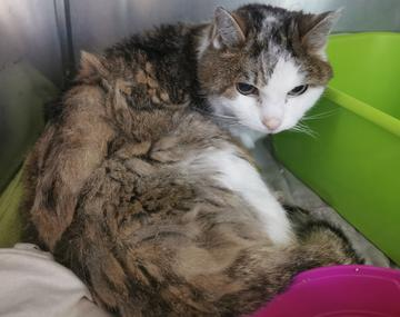 Europäische Hauskatze