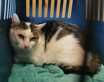 Europäische Hauskatze