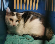 Fundtier Tier-ID 29738