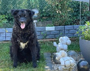 Fundtier Tier-ID 30140