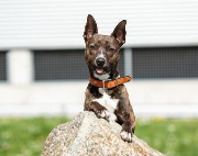 Fundtier Tier-ID 29208