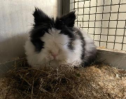 Fundtier Tier-ID 30201