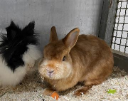 Fundtier Tier-ID 31534