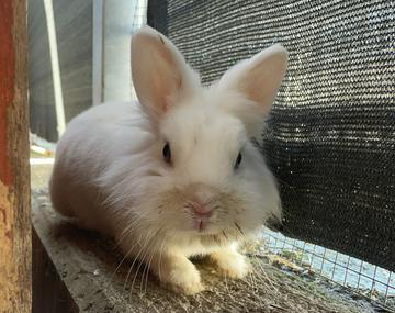 Kaninchen