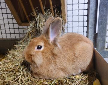 Kaninchen