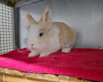Kaninchen