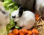 Fundtier Tier-ID 38454