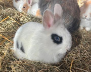 Fundtier Tier-ID 38152