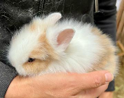 Fundtier Tier-ID 38153