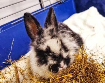 Kaninchen