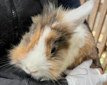 Kaninchen