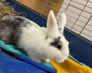 Kaninchen