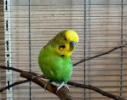 Fundtier Tier-ID 38796