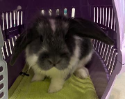 Fundtier Tier-ID 38846