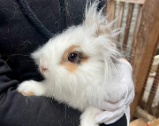 Fundtier Tier-ID 38146