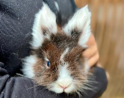 Fundtier Tier-ID 38148