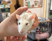 Fundtier Tier-ID 38448