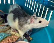 Fundtier Tier-ID 38449